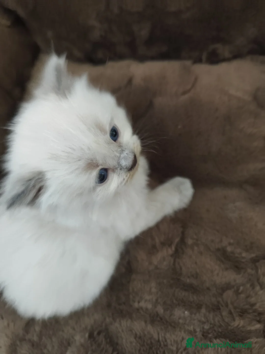 Ragdoll gatti in vendita: Ragdoll  - Annuncio 10