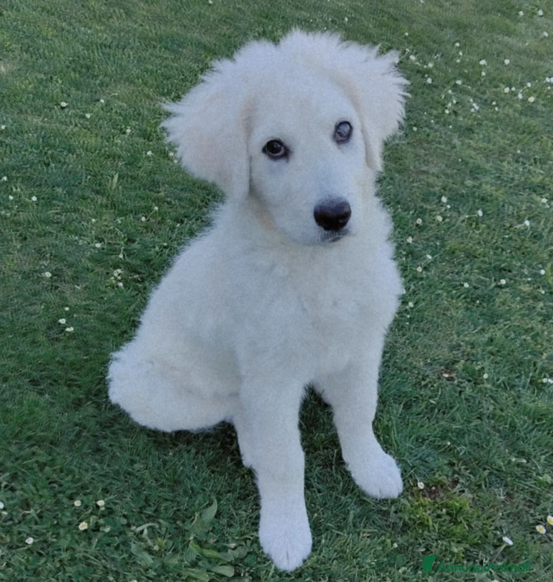 Meticcio cani in regalo: SID ASPETTA UNA MAMMA  - Annuncio 6