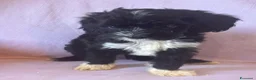 Cavapoo cani in vendita: Cuccioli di cavapoo - Annuncio 6
