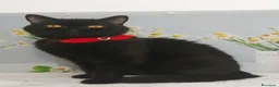 British gatti in vendita: British Shorthair Gloria  - Annuncio 5