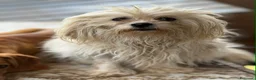 Maltese cani in regalo: LEDA, giovane MALTESE super affettuosa! - Annuncio 4
