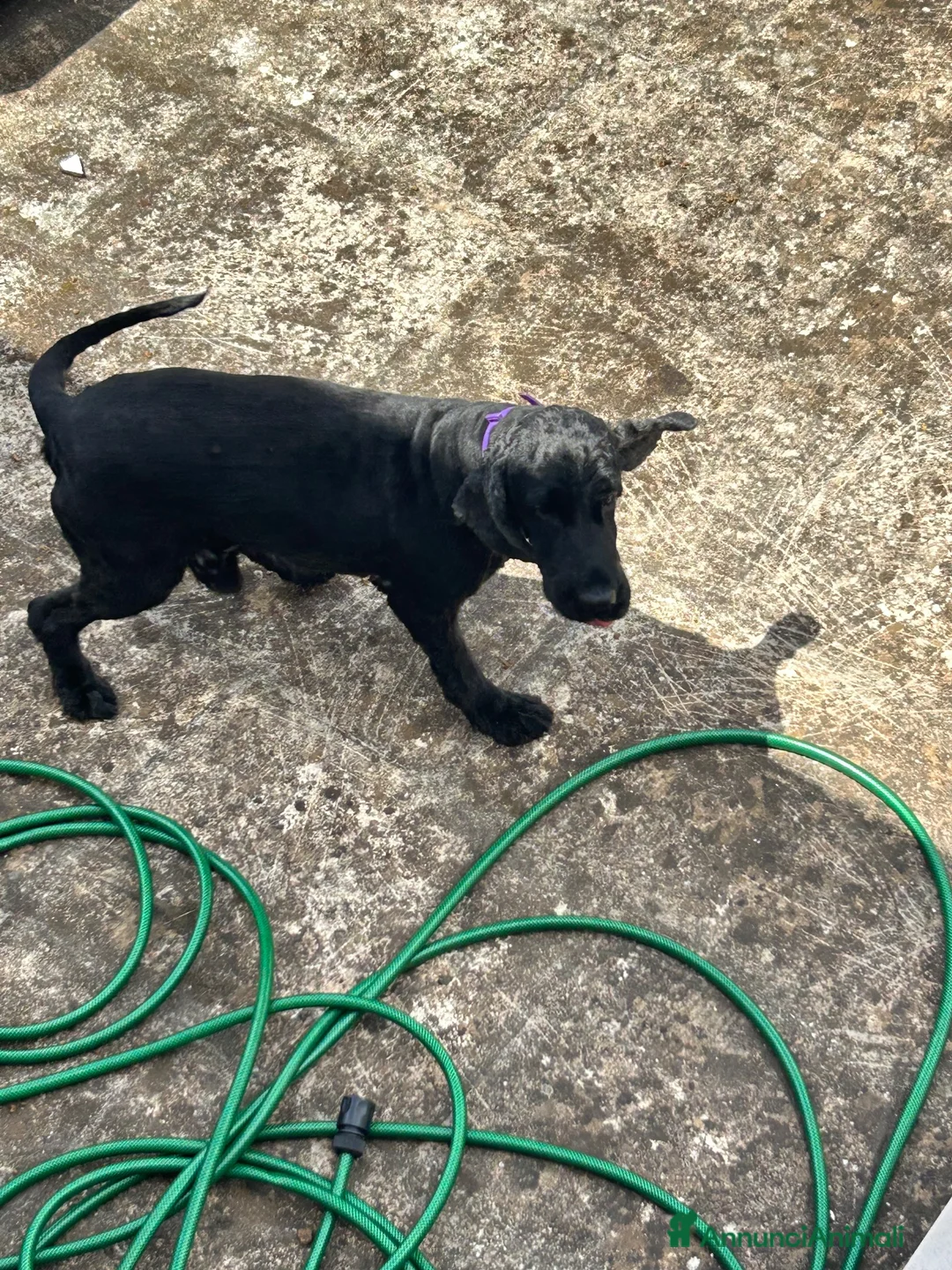 Cocker cani in regalo: Toto cerca casa - Annuncio 2