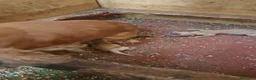 Cocker cani in vendita:  CUCCIOLI DI COCKER-PRENOTABILI-nati oggi - Annuncio 2