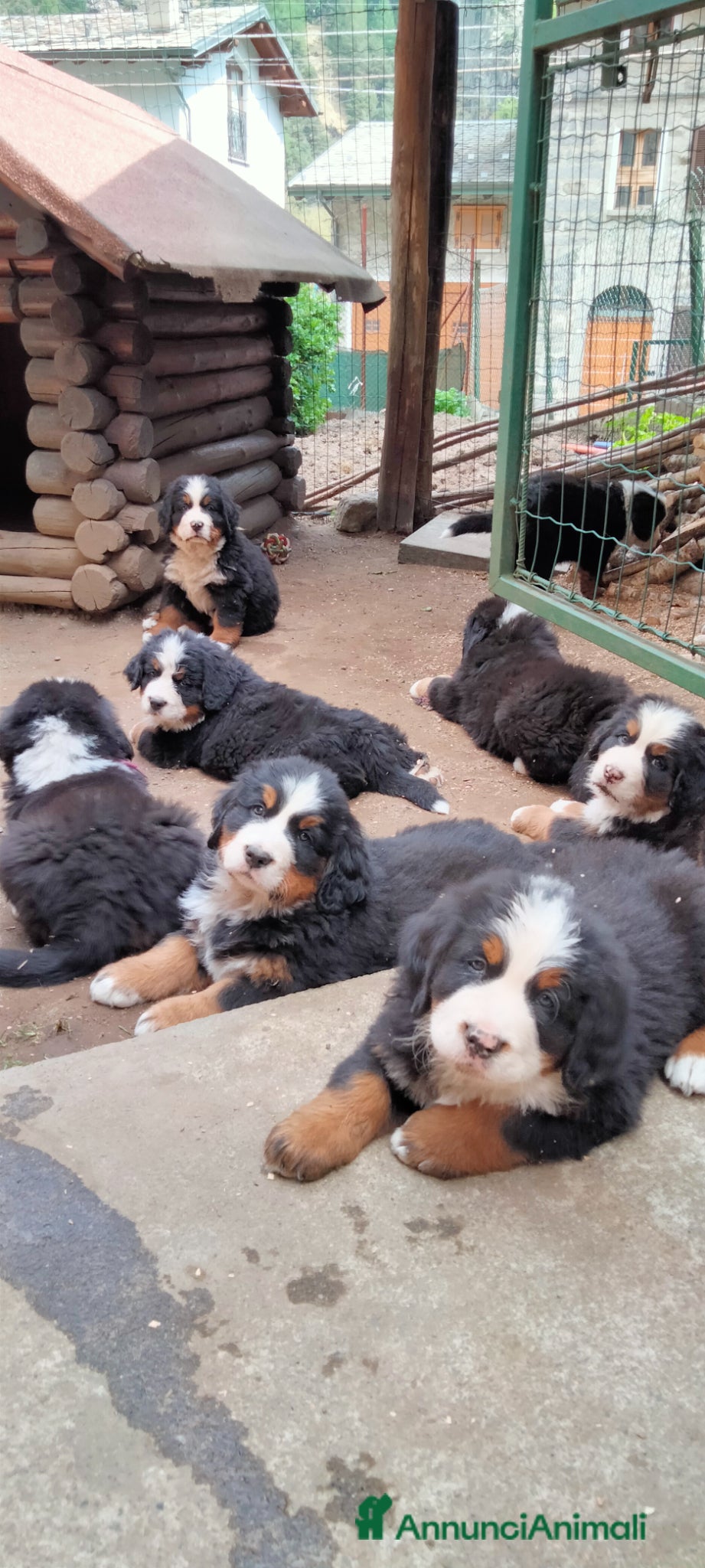 Bovaro del Bernese cani Vendita cuccioli bovaro del bernese  - Annuncio 1