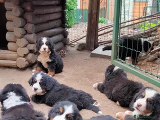 Bovaro del Bernese cani Vendita cuccioli bovaro del bernese - Annuncio 1