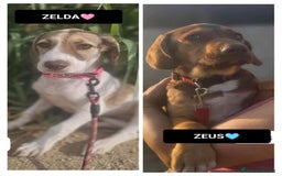Altre razze cani in regalo: ZEUS E ZELDA - Immagine 1