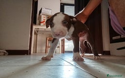 Pitbull cani in vendita: CUCCIOLI DI PITBULL a Provincia di Viterbo - Immagine 6