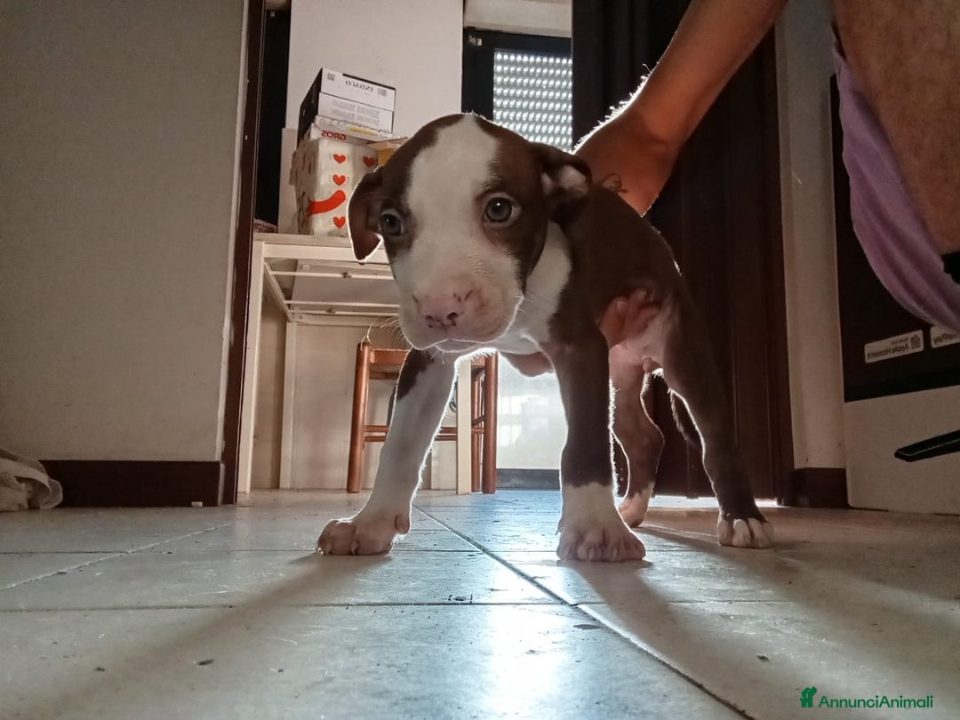 Pitbull cani in vendita: CUCCIOLI DI PITBULL a Provincia di Viterbo - Immagine 6