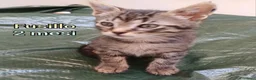 Meticcio gatti in regalo: GATTINI ADORABILI IN CERCA D'AMORE  a Città Metropolitana di Bologna - Annuncio 6