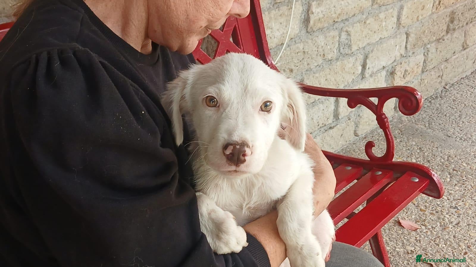 Meticcio cani MAGGIE DOLCISSIMA CUCC. HA BISOGNO DEL TUO AMORE - Annuncio 10