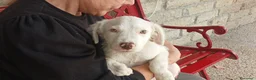 Meticcio cani in regalo: MAGGIE DOLCISSIMA CUCC. HA BISOGNO DEL TUO AMORE - Annuncio 1