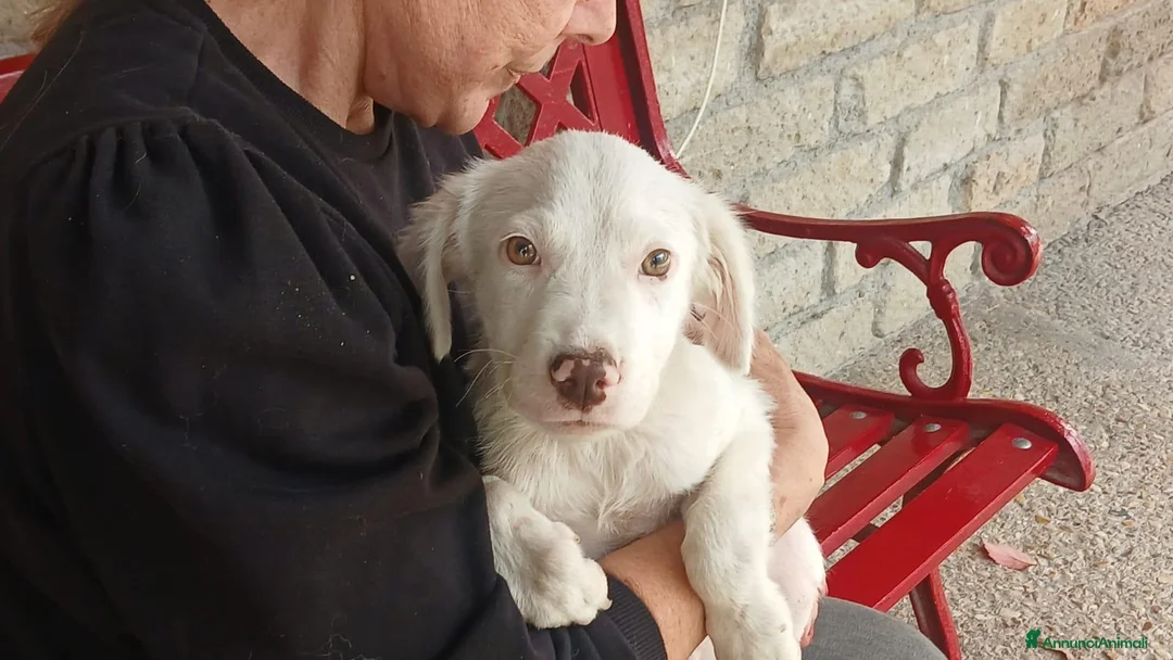 Meticcio cani in regalo: MAGGIE DOLCISSIMA CUCC. HA BISOGNO DEL TUO AMORE - Annuncio 1