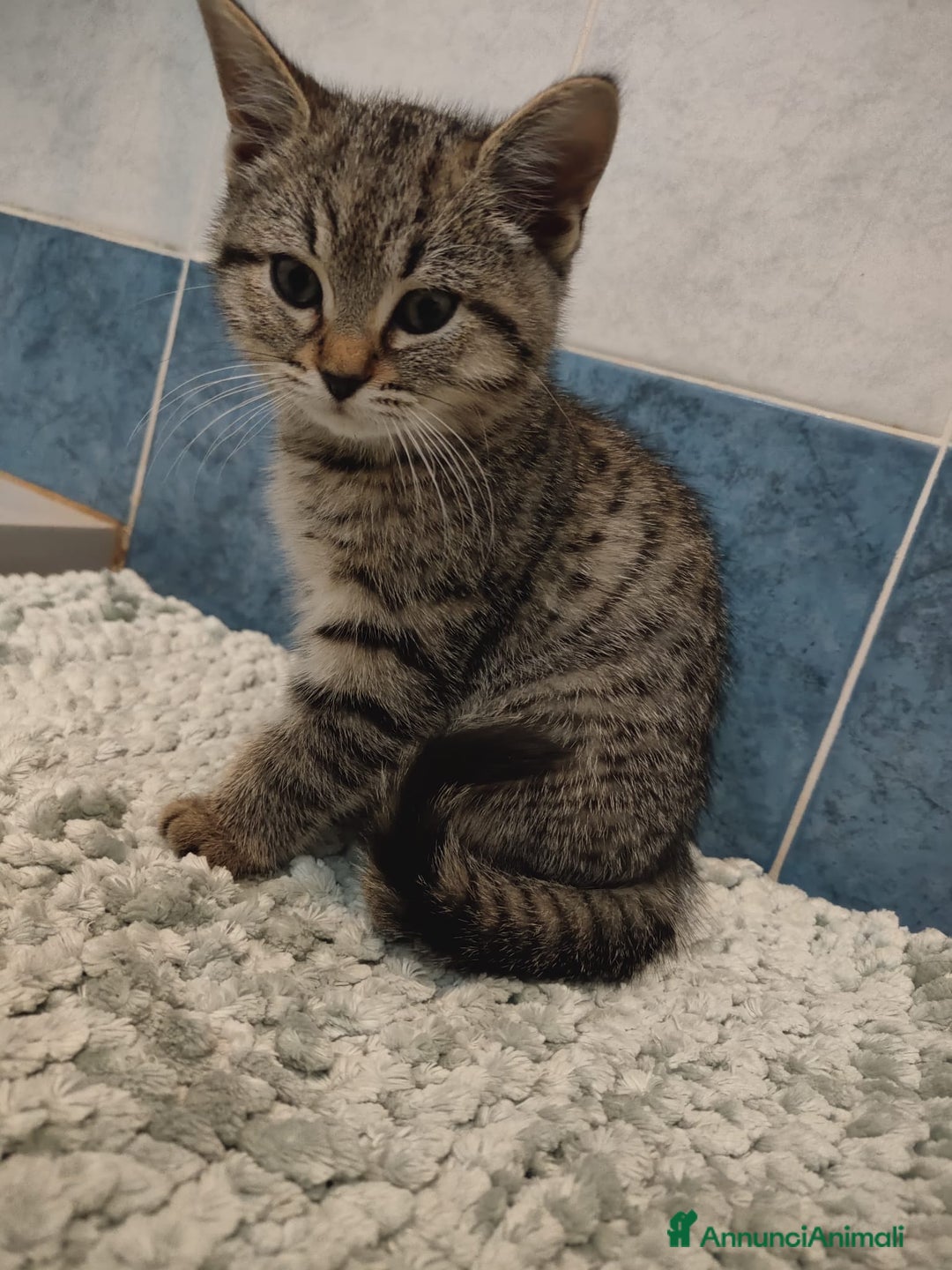 Meticcio gatti in vendita: Gattini - Annuncio 3