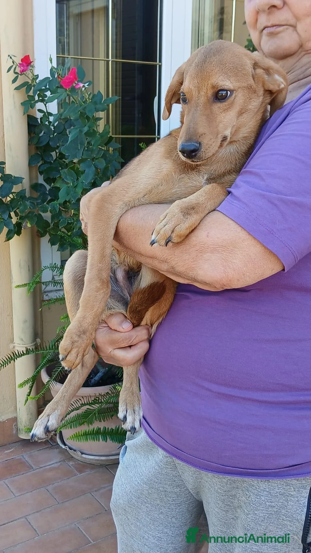 Segugio cani in regalo: NEMO ADORABILE SEGUGIO CERCA LA SUA FAMIGLIA - Annuncio 2