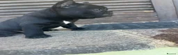 Bulldog Francese cani in vendita: bulldog francese nero tigrato  - Annuncio 3