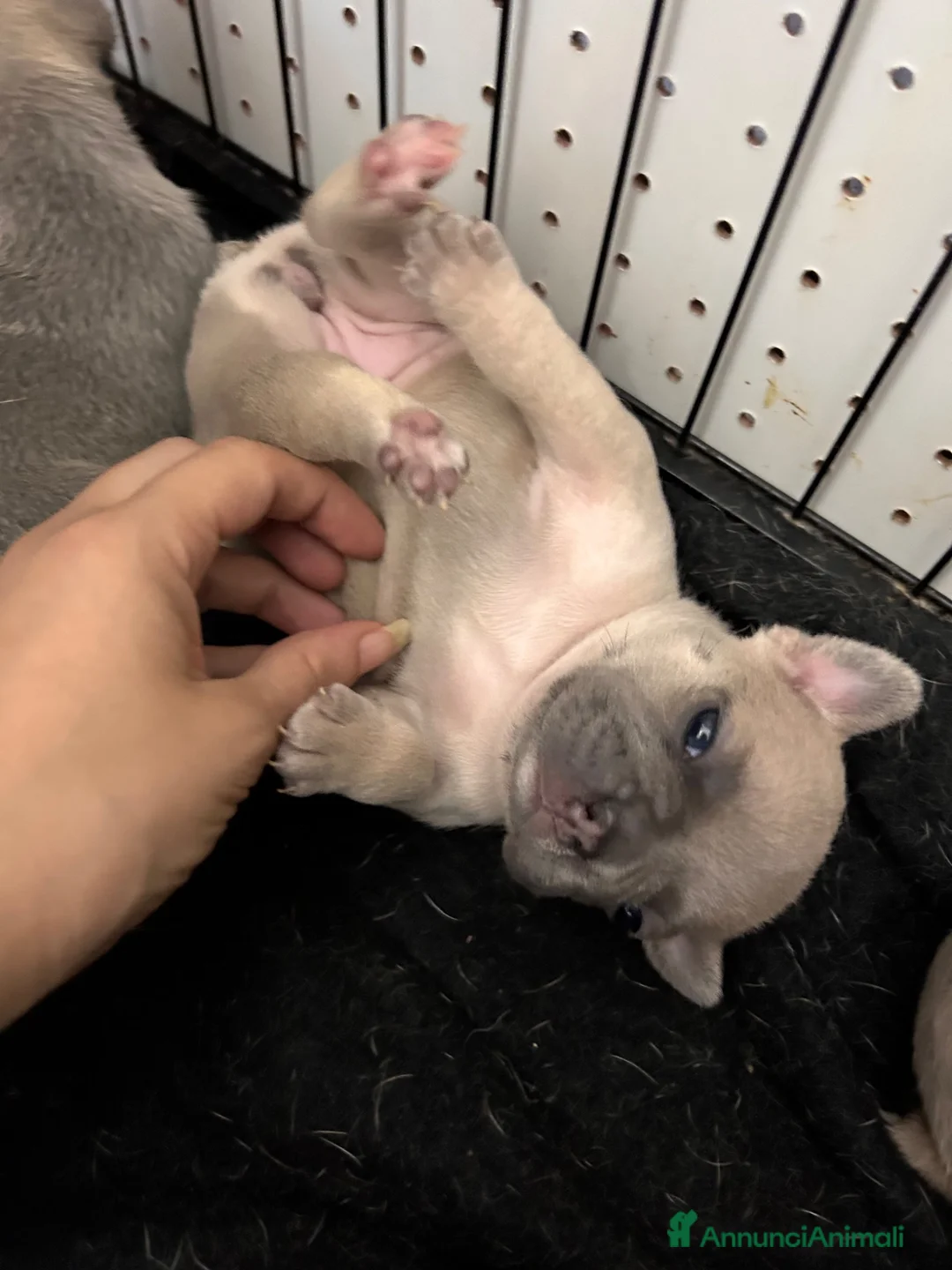 Bulldog Francese cani in vendita: Cuccioli di bulldog francese - Annuncio 2