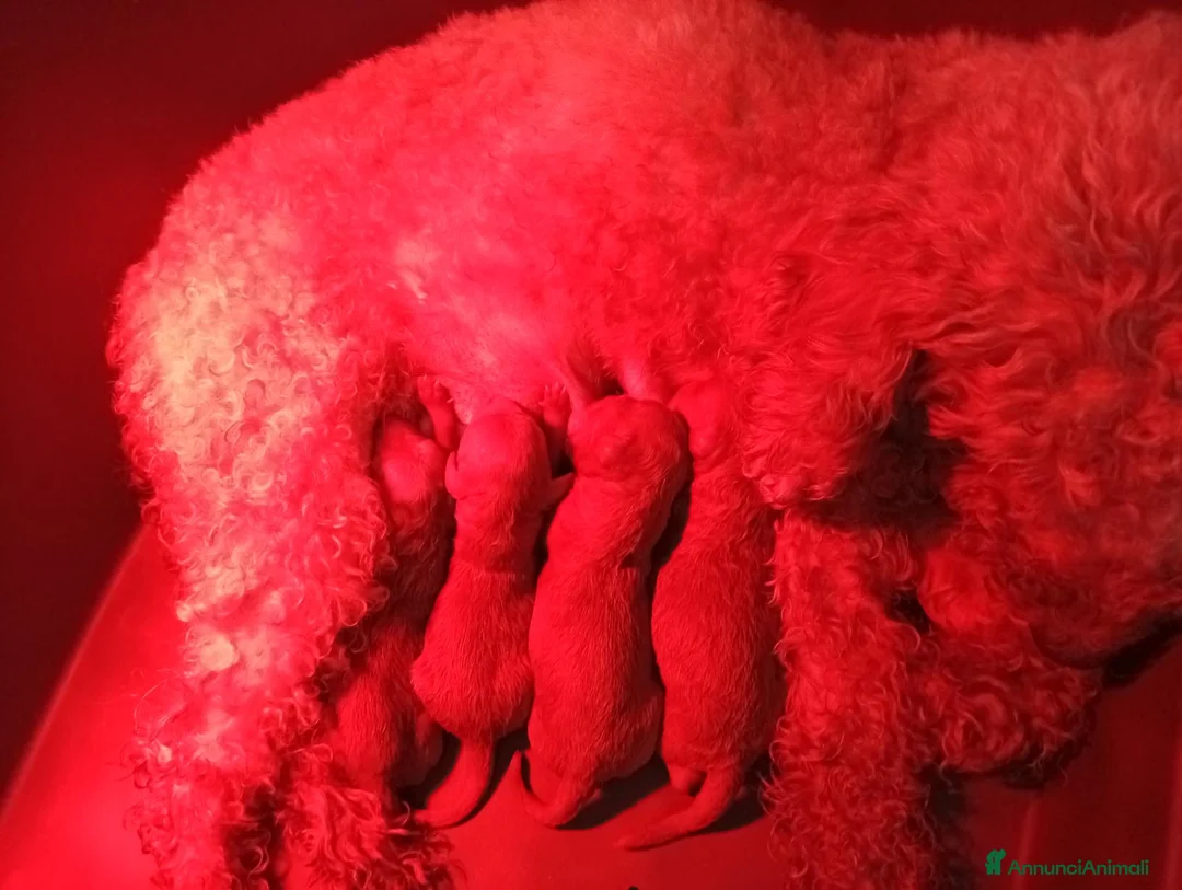 Barboncino Toy cani in vendita: Barboncini toy - Annuncio 1