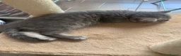 British gatti in vendita: British shorthair e longhair - Annuncio 2