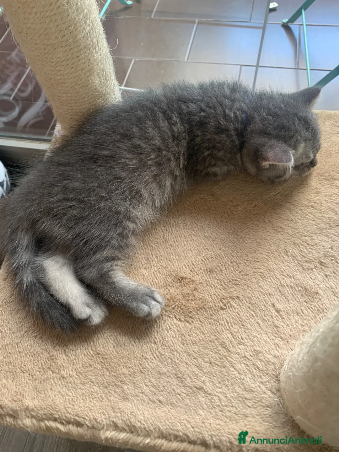 British gatti in vendita: British shorthair e longhair - Annuncio 2