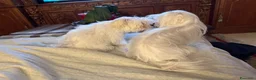 Maltese cani in vendita: Maltese Mini Toy  - Annuncio 8