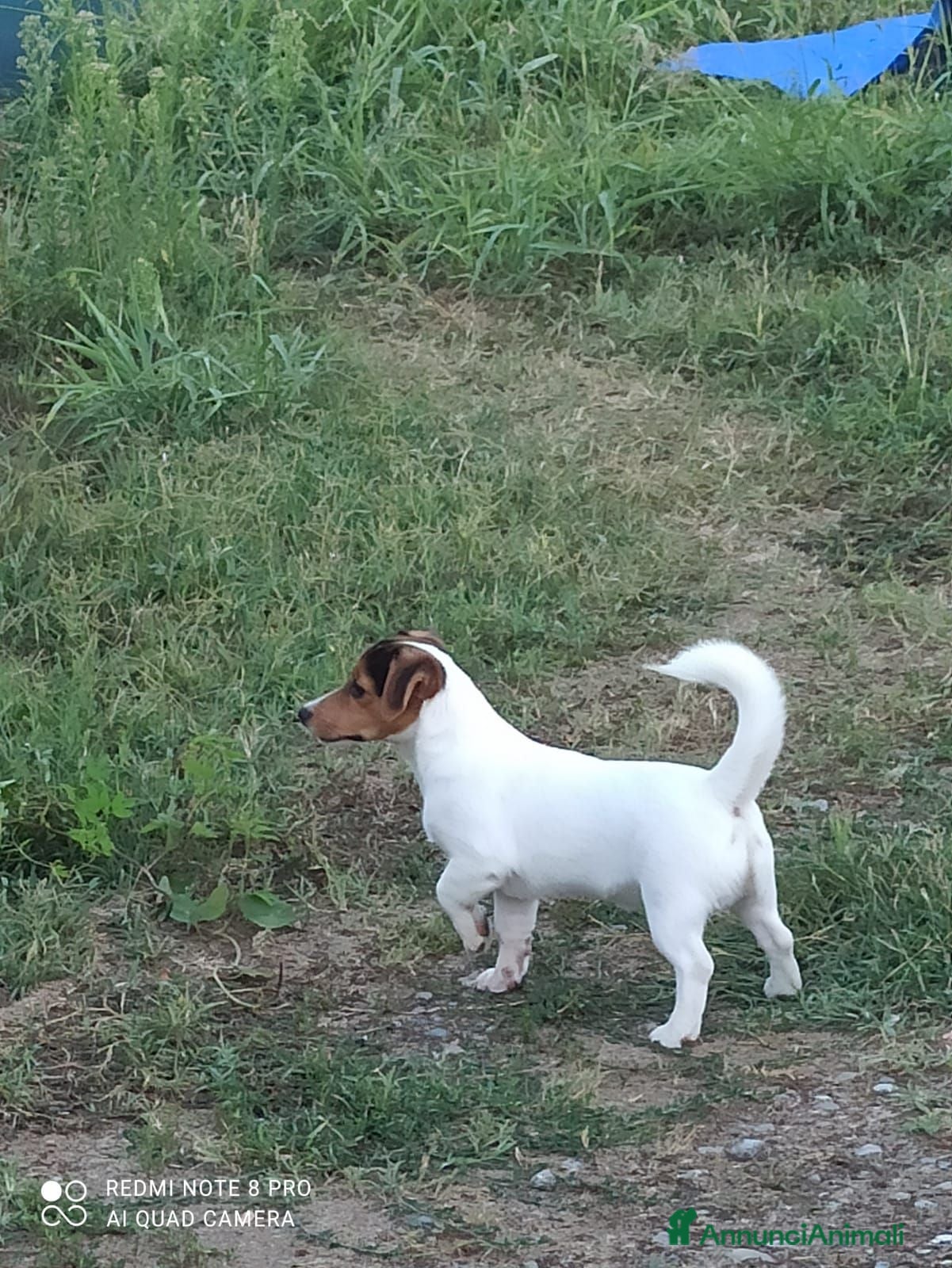 Jack Russell cani Cucciolata Jack Russelle Terrier con Pedigree - Annuncio 4