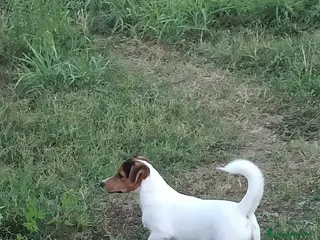 Jack Russell cani Cucciolata Jack Russelle Terrier con Pedigree - Annuncio 4