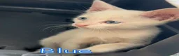 Europeo gatti in regalo: BLUE SPLENDIDO GATTINO - Annuncio 8
