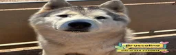 Husky cani in regalo: Bruscolino stupendo siberian husky cerca casa  - Annuncio 1