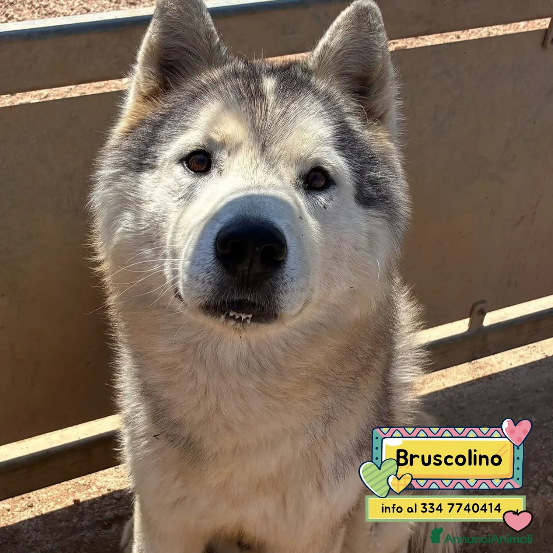 Husky cani in regalo: Bruscolino stupendo siberian husky cerca casa  - Annuncio 1