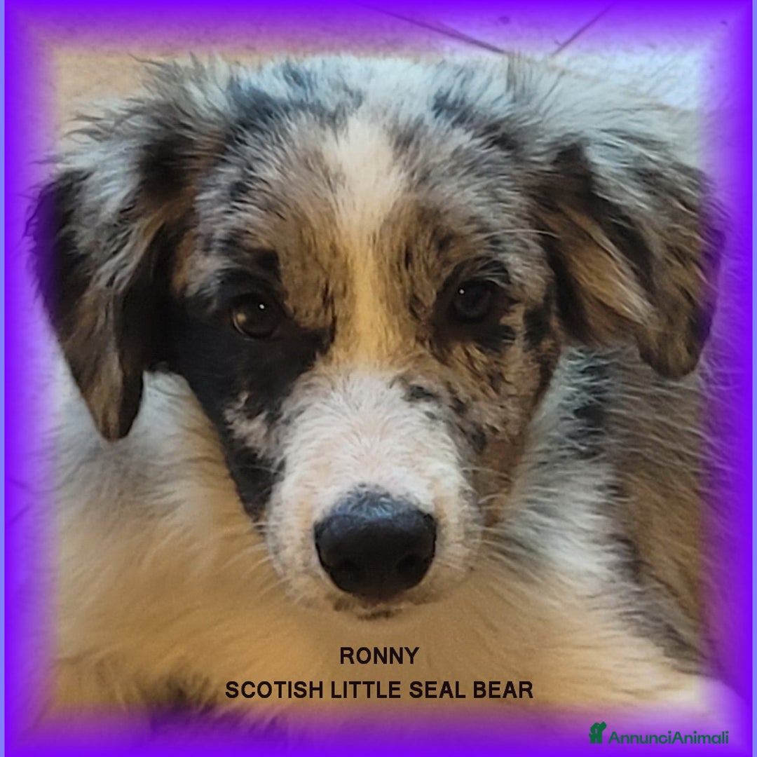Border Collie cani in vendita: CUCCIOLO SEAL MERLE TRICOLOR BORDER COLLIE a Città metropolitana di Roma Capitale - Immagine 1