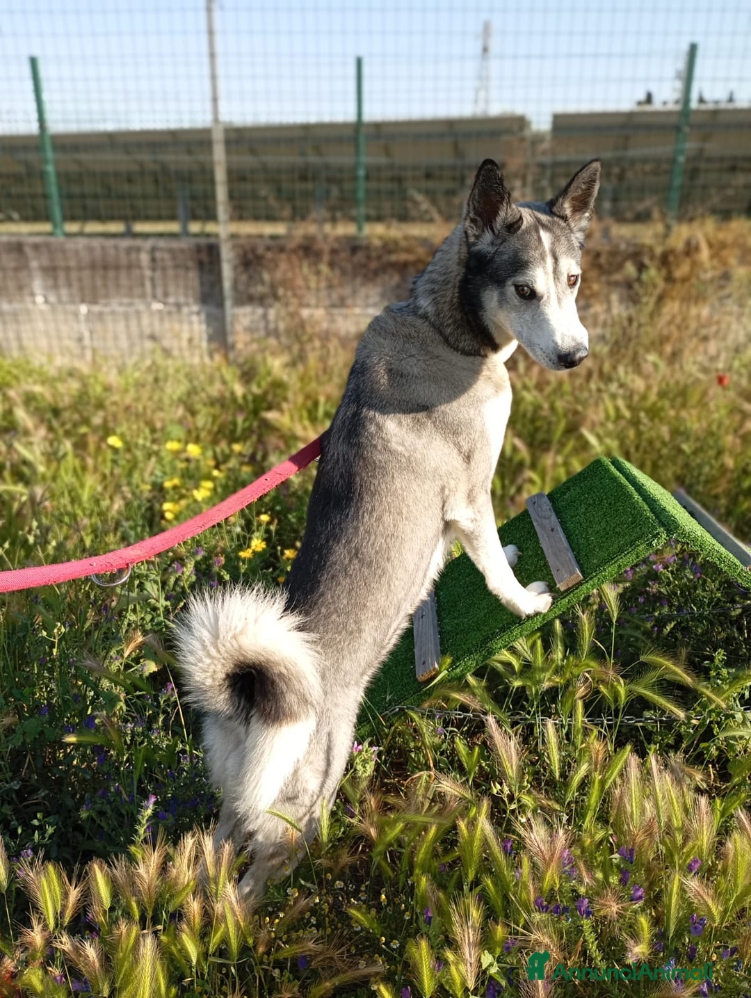 Meticcio cani in regalo: Buck  - Annuncio 3