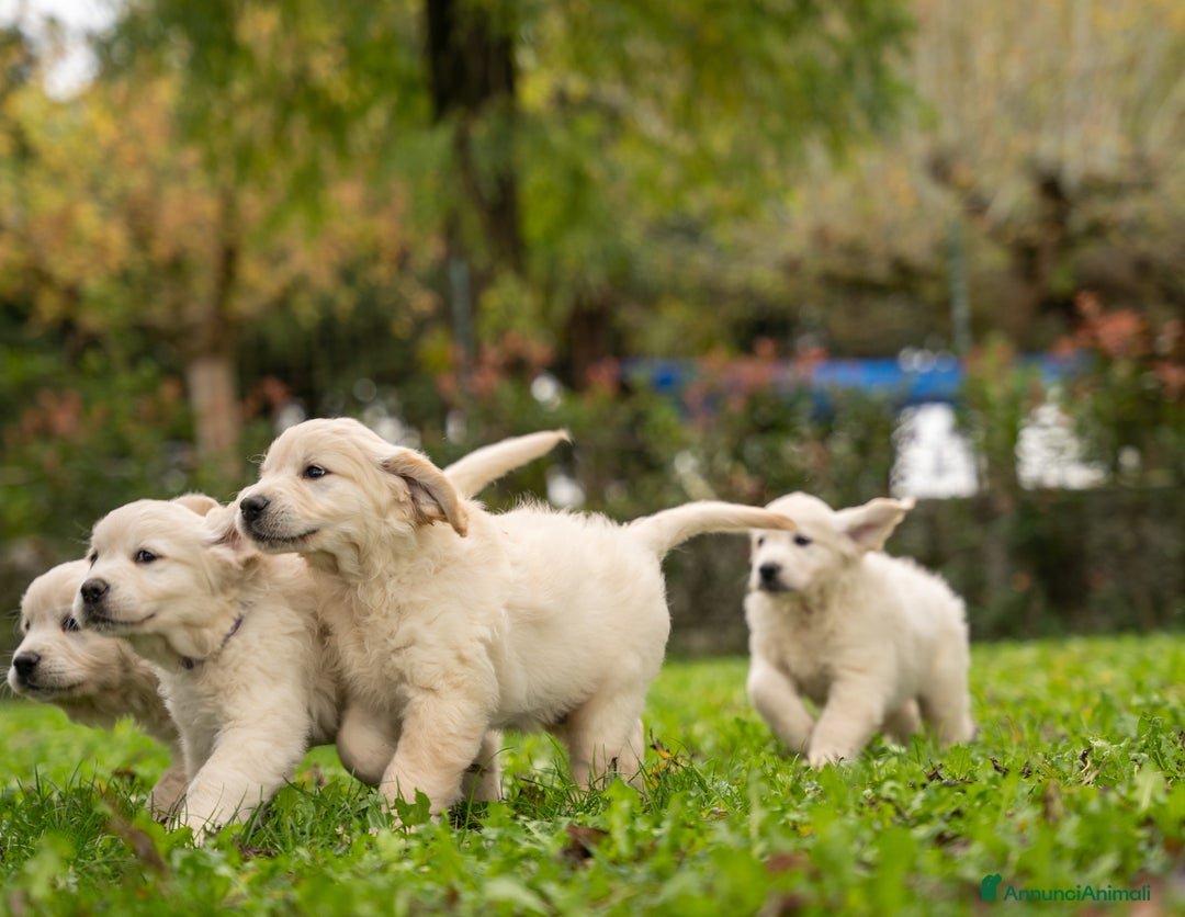 Golden Retriever cani in vendita: cuccioli di golden retriever a Provincia di Rovigo - Immagine 10