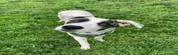 Meticcio cani in regalo: Giove dolcissimo cucciolo a Lecco a Provincia di Lecco - Annuncio 2