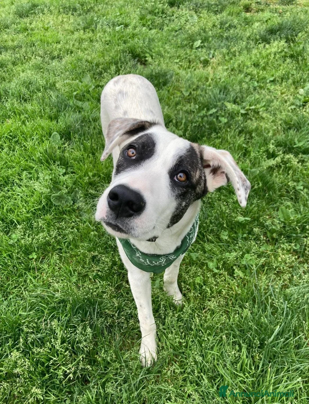 Meticcio cani in regalo: Giove dolcissimo cucciolo a Lecco a Provincia di Lecco - Annuncio 2