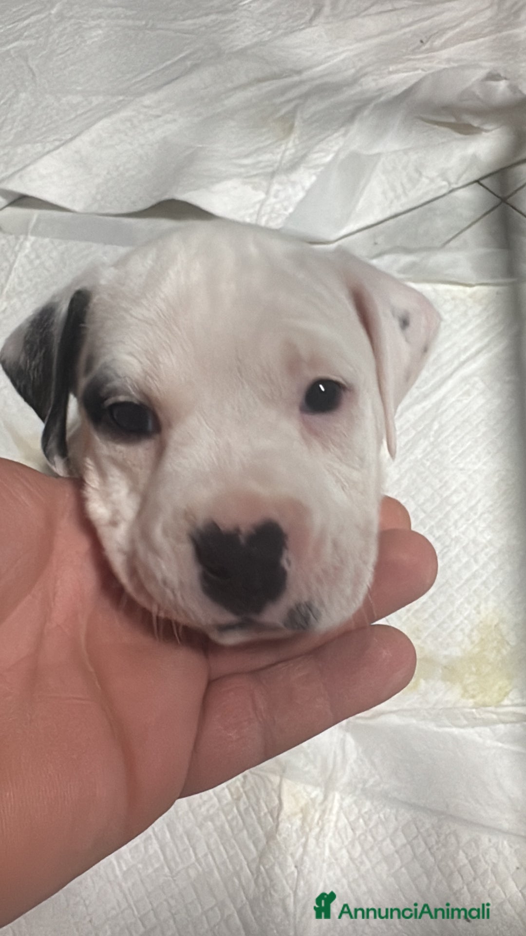Pitbull cani in vendita: Pitbull terrier ukc - Annuncio 5