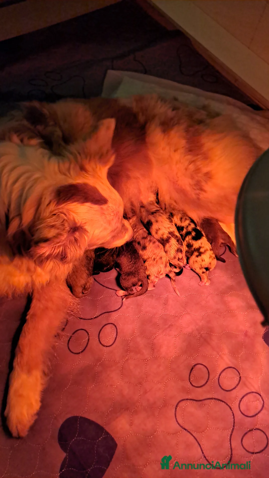 Immagine della galleria {{count}}