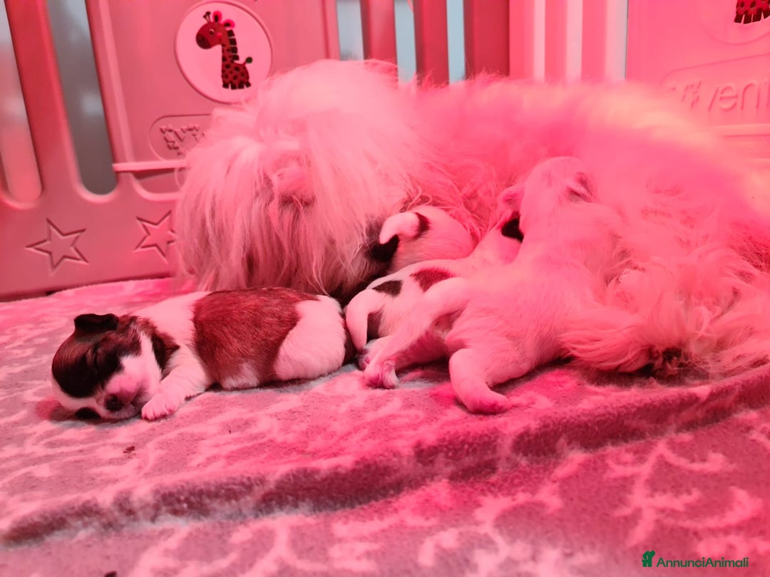 Immagine della galleria {{count}}