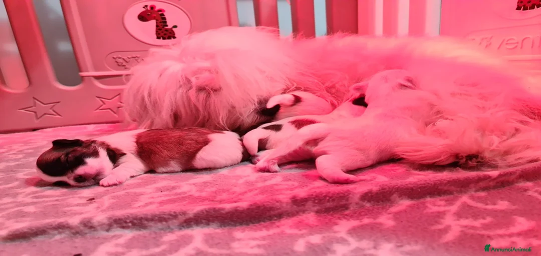 Immagine della galleria {{count}}