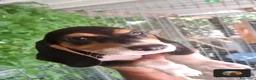Beagle cani in vendita: PROMOZIONE Cuccioli Beagle a Provincia di Alessandria - Annuncio 3