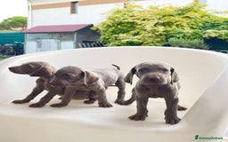 Weimaraner cani in vendita: Cuccioli di Weimaraner  a Provincia di Verona - Annuncio 1