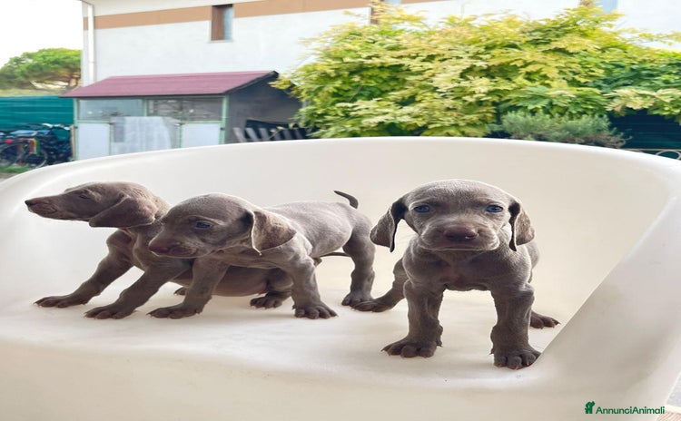 Weimaraner cani a Provincia di Verona - Annuncio 2