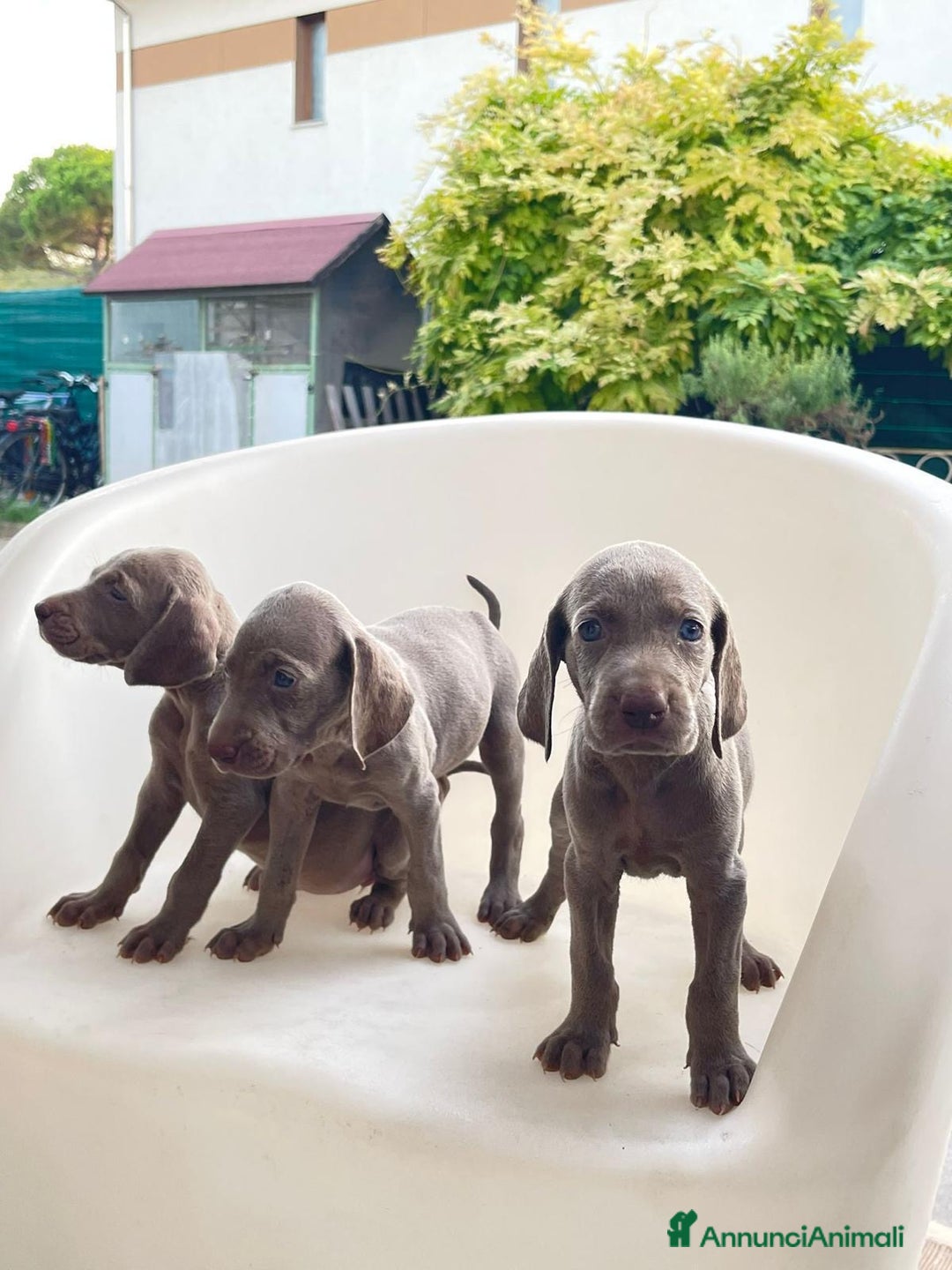Weimaraner cani in vendita: Cuccioli di Weimaraner  a Provincia di Verona - Annuncio 1