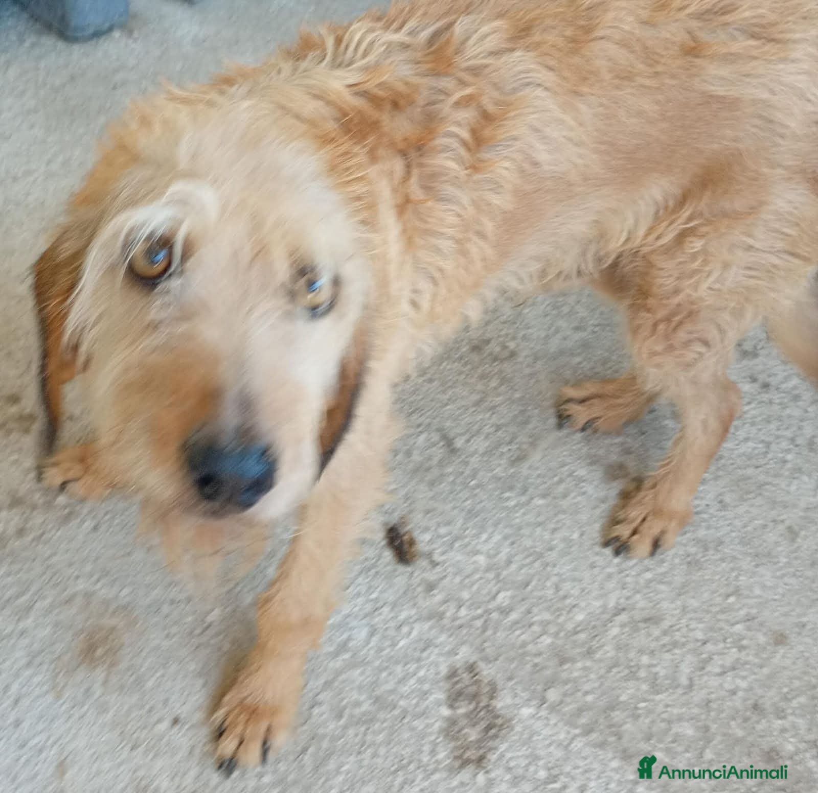 Meticcio cani ADOZ.del cuore:mite e triste, cuore grandissimo… - Annuncio 31