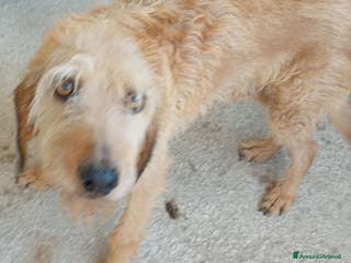 Meticcio cani ADOZ.del cuore:mite e triste, cuore grandissimo… - Annuncio 31