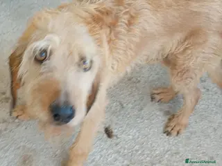 Meticcio cani ADOZ.del cuore:mite e triste, cuore grandissimo… - Annuncio 8