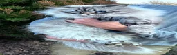 Siberiano gatti per accoppiamento: Siberiano Neva Masquerade per accoppiamento  - Annuncio 2