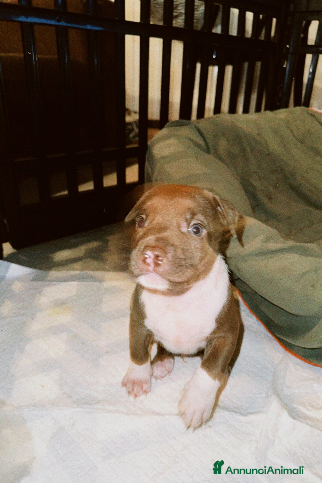 Pitbull cani in vendita: American Pitbull terrier rednose - Annuncio 8