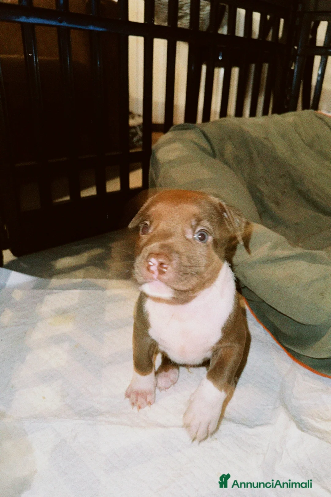 Pitbull cani in vendita: American Pitbull terrier rednose - Annuncio 8
