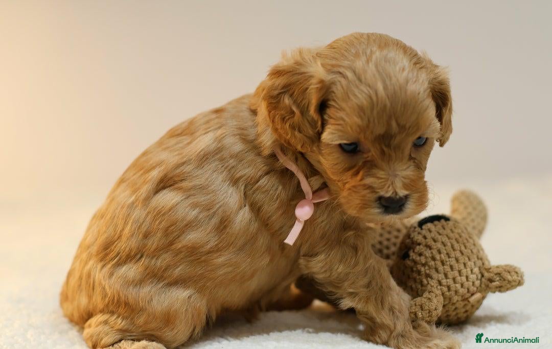 Meticcio cani in vendita: Cuccioli di F1BB Cavapoo Rosso & Crema - Annuncio 26