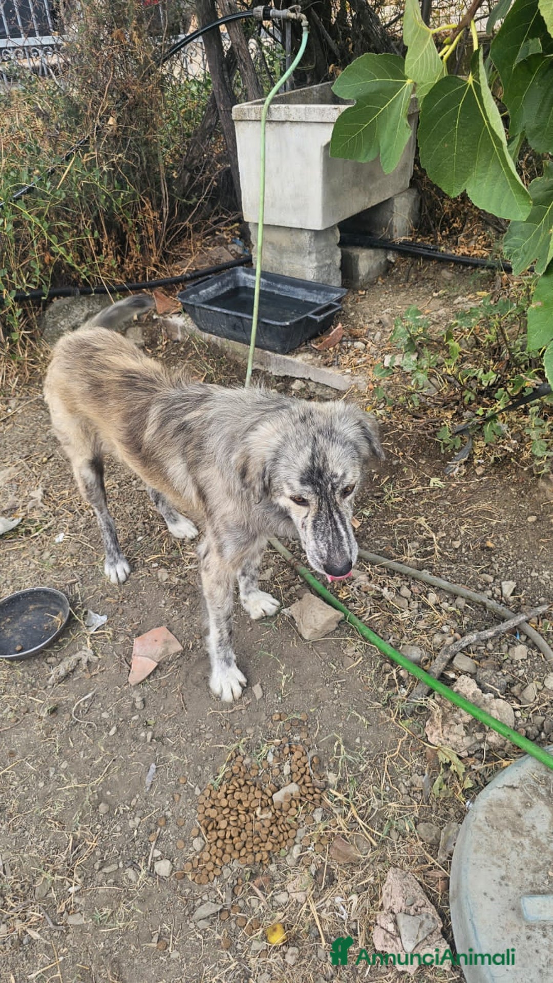 Altre razze cani in regalo: bricco - Immagine 2